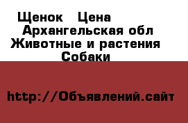 Щенок › Цена ­ 25 000 - Архангельская обл. Животные и растения » Собаки   